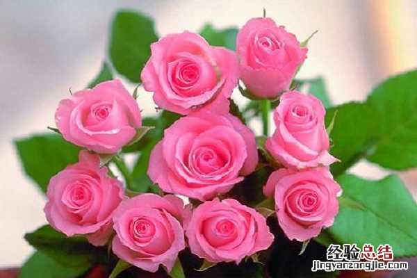 玫瑰盛开的季节是几月份,花期有多长