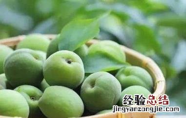 青梅醋的功效与作用及副作用 青梅醋的功效与作用及副作用禁忌