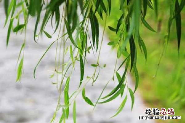 柳树能开花吗?开的什么花呀? 柳树会开花吗,花朵是什么颜色