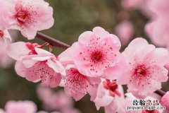 梅花什么时候开的，一年可以开几次 梅花一年能开几次