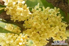 桂花什么时候开花，花期在几月份 桂花什么时候开花哪个季节