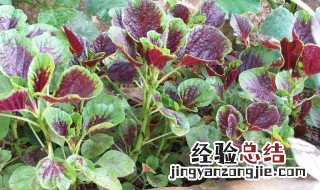 苋菜的营养功效和作用 苋菜的营养价值及功效与作用
