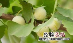 新鲜白果冰箱保存方法 新鲜白果如何保存