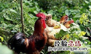 菜园种什么菜鸡不会吃 具体介绍