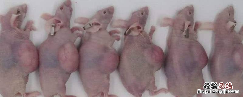 什么是裸鼠 裸鼠的特点