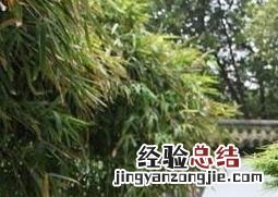 盆景金钱松的养护方法