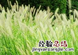 狼尾草的功效与作用 狼尾草的功效与作用