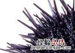 活海胆怎么保存不会坏 活海胆怎么保存