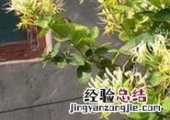金银花的养植方法 盆栽金银花的养殖方法