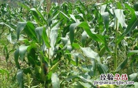 玉米结实不良的原因分析 玉米结实不良的原因
