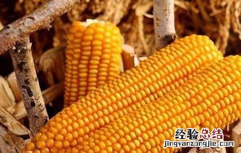 玉米结实不良的原因分析 玉米结实不良的原因