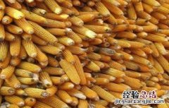 玉米结实不良的原因分析 玉米结实不良的原因