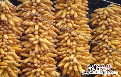 玉米结实不良的原因分析 玉米结实不良的原因