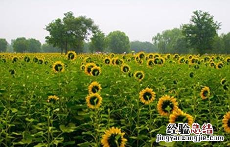 向日葵空壳的原因及解决方法 向日葵空壳的原因及解决方法
