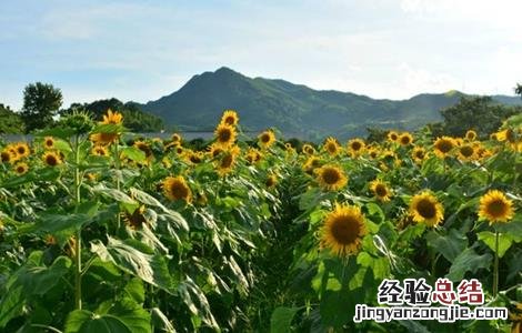 向日葵空壳的原因及解决方法 向日葵空壳的原因及解决方法
