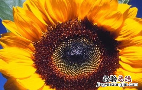 向日葵空壳的原因及解决方法 向日葵空壳的原因及解决方法