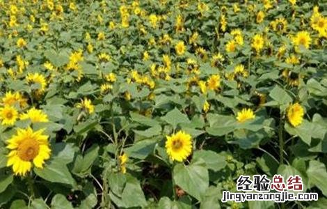 向日葵空壳的原因及解决方法 向日葵空壳的原因及解决方法