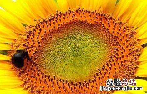 向日葵空壳的原因及解决方法 向日葵空壳的原因及解决方法
