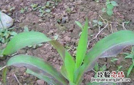 玉米幼苗变色的原因及防治方法 玉米幼苗变色的原因及防治方法图片