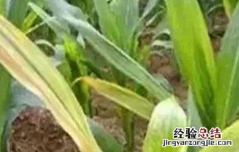 玉米幼苗变色的原因及防治方法 玉米幼苗变色的原因及防治方法图片