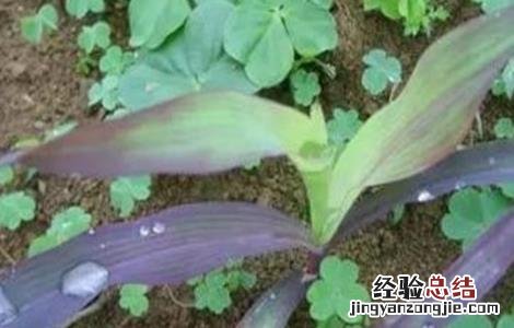 玉米幼苗变色的原因及防治方法 玉米幼苗变色的原因及防治方法图片