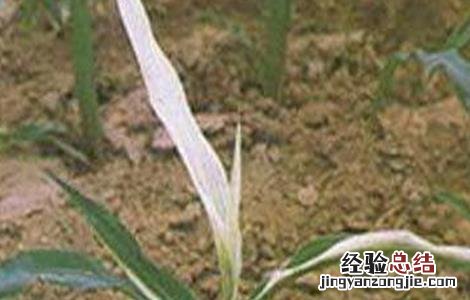 玉米幼苗变色的原因及防治方法 玉米幼苗变色的原因及防治方法图片