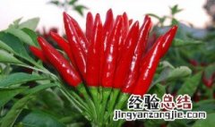 辣椒的营养价值及功效与作用 辣椒的营养价值及功效与作用禁忌