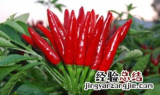 辣椒的营养价值及功效与作用 辣椒的营养价值及功效与作用禁忌