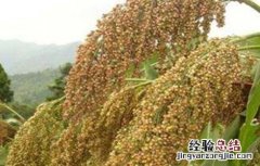 高粱的高产种植技术 高粱的高产种植技术是什么