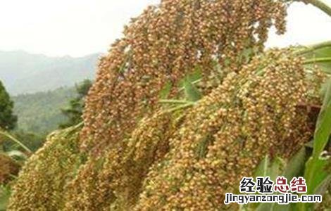 高粱的高产种植技术 高粱的高产种植技术是什么