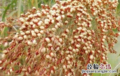 高粱的高产种植技术 高粱的高产种植技术是什么