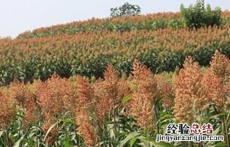 高粱的高产种植技术 高粱的高产种植技术是什么