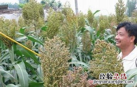 高粱的高产种植技术 高粱的高产种植技术是什么