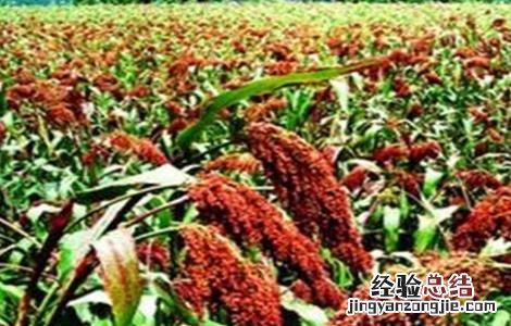 高粱的高产种植技术 高粱的高产种植技术是什么