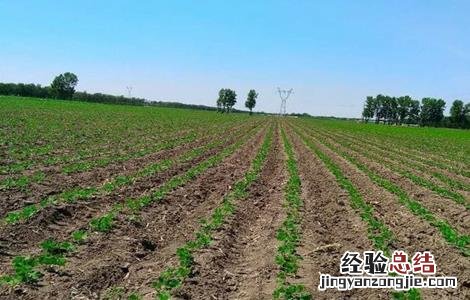 大豆高产施肥技术有哪些 大豆高产施肥技术