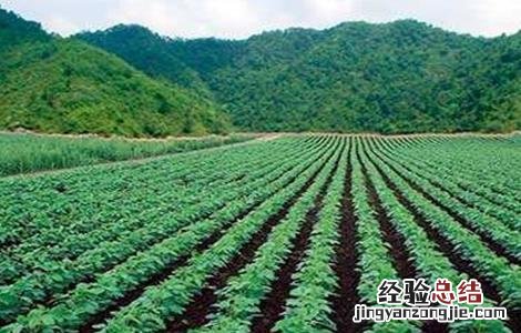 大豆高产施肥技术有哪些 大豆高产施肥技术