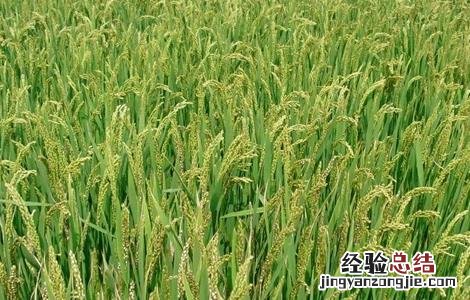 水稻药害症状图片 水稻药害的症状与防治