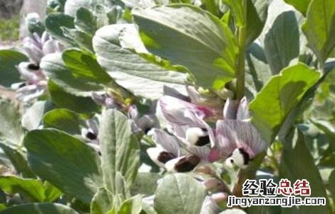 大豆花而不实的原因 大豆花而不实的解决方法