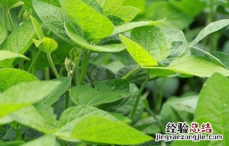 大豆花而不实的原因 大豆花而不实的解决方法