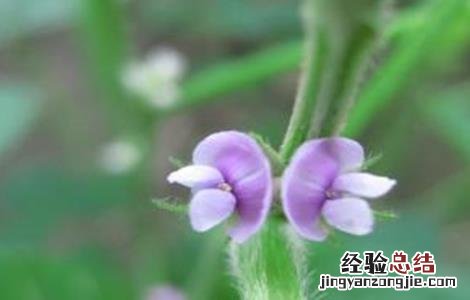 大豆花而不实的原因 大豆花而不实的解决方法