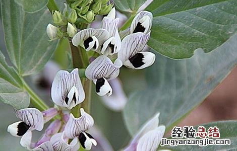 大豆花而不实的原因 大豆花而不实的解决方法