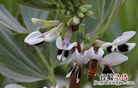 大豆花而不实的原因 大豆花而不实的解决方法