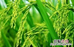 水稻贪青晚熟的原因是什么 水稻贪青晚熟的原因
