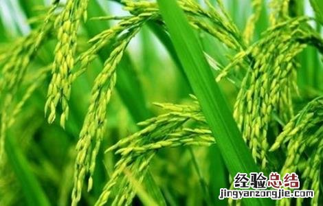 水稻贪青晚熟的原因是什么 水稻贪青晚熟的原因