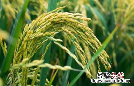 水稻贪青晚熟的原因是什么 水稻贪青晚熟的原因
