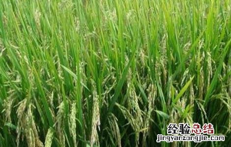 如何防治水稻贪青晚熟 如何防治水稻贪青晚熟病