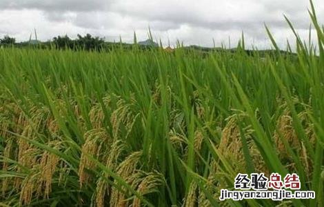 如何防治水稻贪青晚熟 如何防治水稻贪青晚熟病