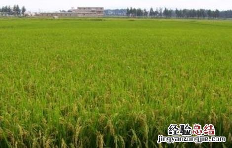 如何防治水稻贪青晚熟 如何防治水稻贪青晚熟病