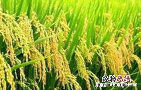 如何防治水稻贪青晚熟 如何防治水稻贪青晚熟病