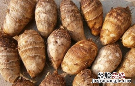 芋头的种植方法 芋头的种植方法和时间视频
